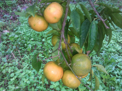 mandarinas