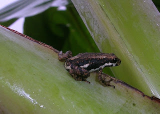 african tree toad