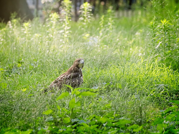 Fledgling red-tailed hawk in a meadow