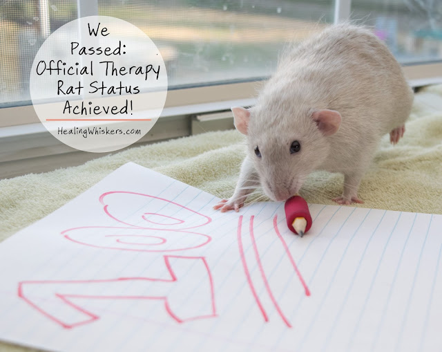 We Passed: Official Therapy Rat Status Achieved!