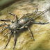 Una araña con la cola preservada en ambar hace 100 millones de años