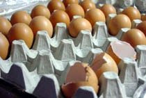  Cámaras Frigorícas para los Huevos 
