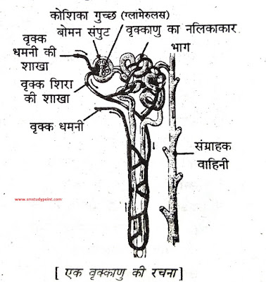 Bihar Board Class 10th Biology Biological Process  NCERT Class 10 Science Chapter 6  बिहार बोर्ड कक्षा 10वीं विज्ञान अध्याय 6 जैव प्रक्रम  सभी प्रश्नों के उत्तर