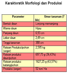 ternak sapi madura