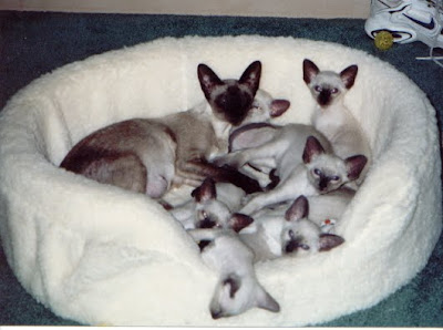 Siamese cats pictures