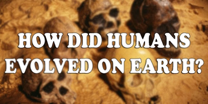 How Humans Evolved On Earth?