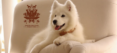 dog collars