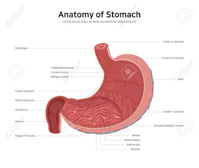 Simple stomach diagram | Stomach structure | Stomach Anatomy