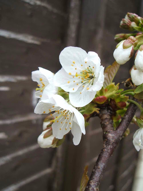 cherry blossom in full bloom in spring