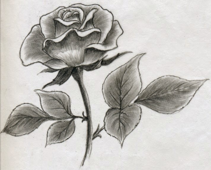 Rose Drawing