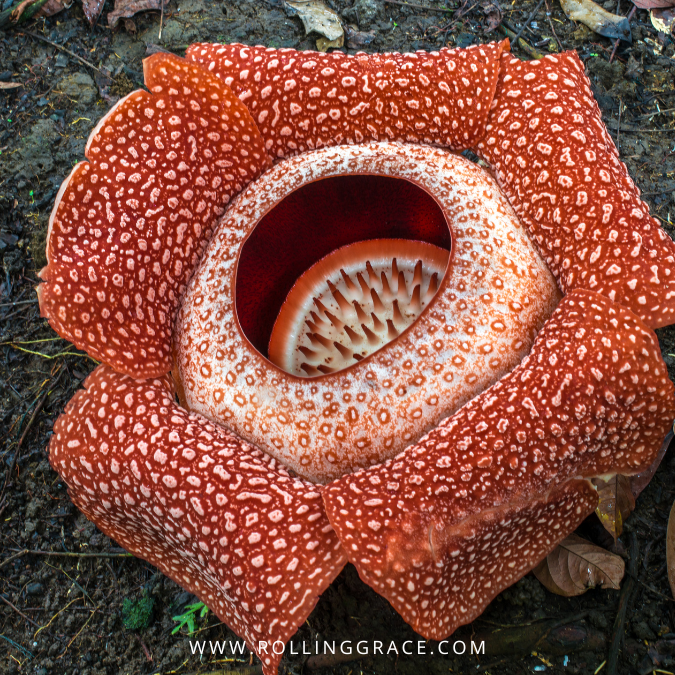 Rafflesia  sabah