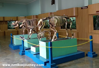 kerangka hewan museum zoologi bogor