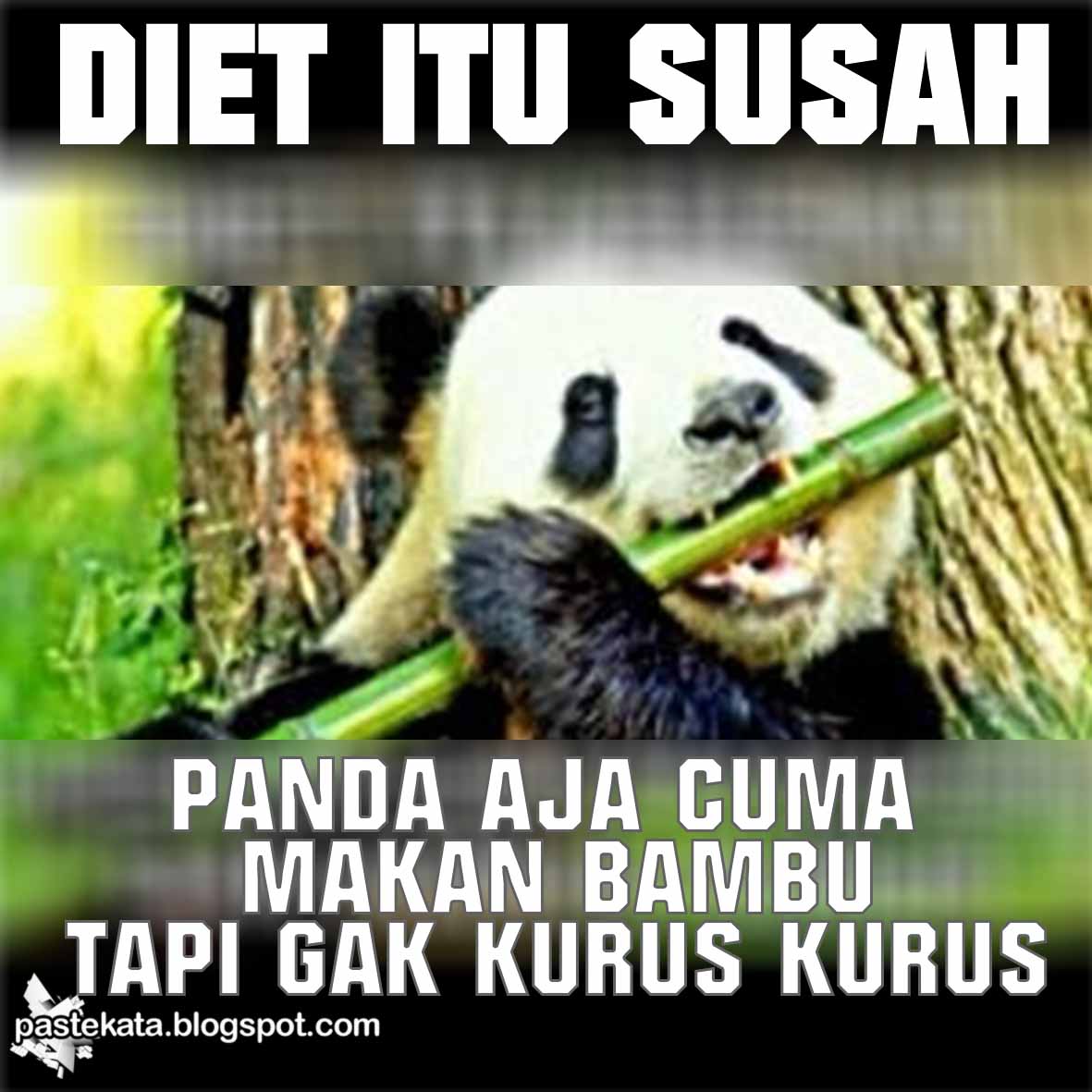 Galeri Gambar Lucu Diet Kolektor Lucu