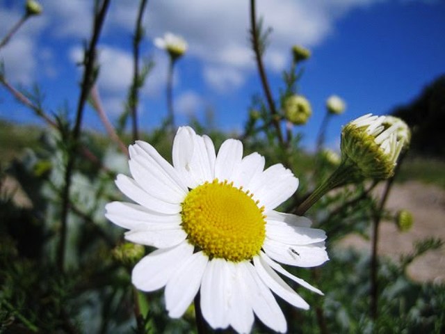 Pretty Pictures Of Flowers