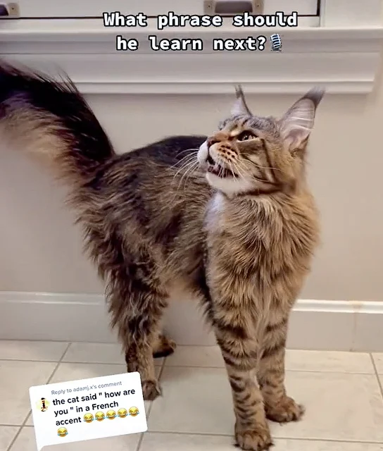 Maine Coon asks: "How are you?"