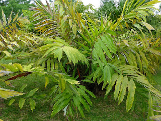 Wallichia oblongifolia - Wallichia densiflora