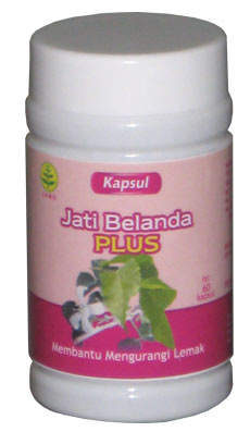 Jual Herbal Jati Belanda  Kapsul Jati Belanda  Herbal Pelangsing