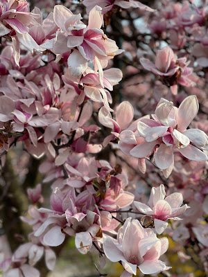 Close up of pink magnolia blooms