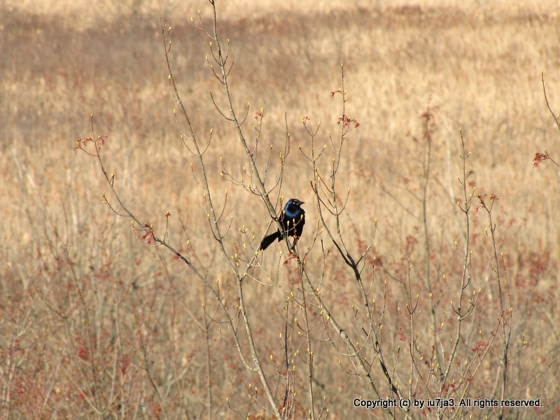 common grackle images. common grackle juvenile.