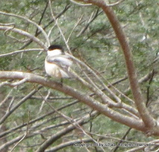 Black-Capped Chickadee