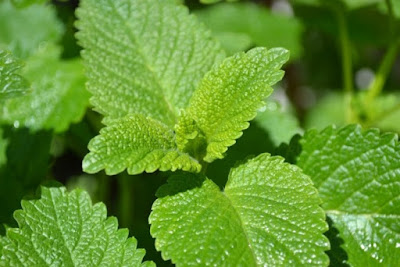 lemon balm plants.jpeg