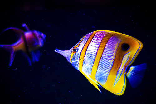 Pictures Of Butterflyfish - Free Butterflyfish pictures 