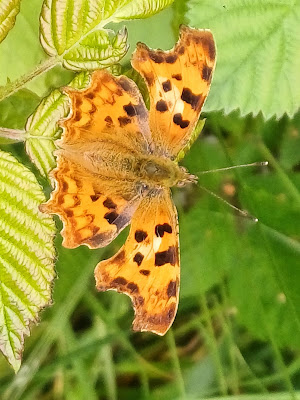 Comma