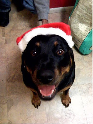 Santa Hat Seen On www.coolpicturegallery.us