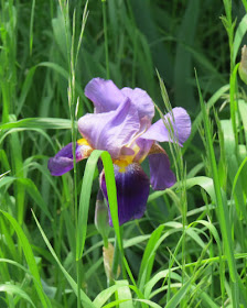 two toned purple iris