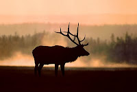 'Elk Mist'