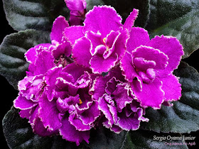 Violeta africana - Saintpaulia ionantha