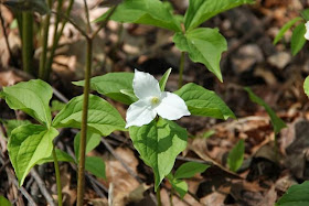 trillium, In Memoriam