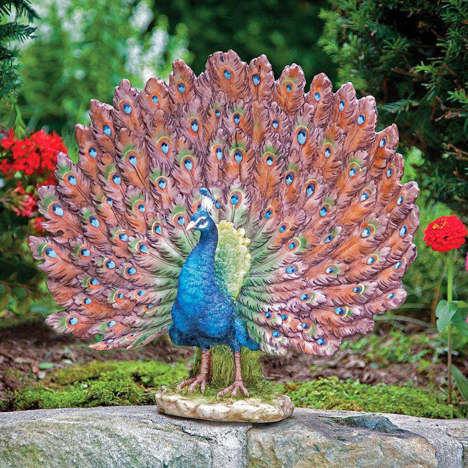Nice Peacock Images