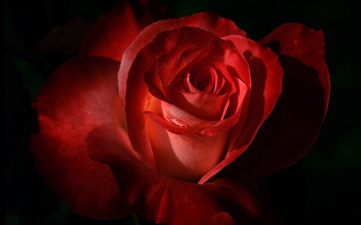 Red Rose Widescreen HD Wallpaper