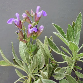 Salie, echte salie, gewone salie, salie blauwe, salie keukensalie, sage, Salvia officinalis