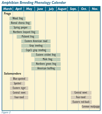 amphibian breeding phenology calendar