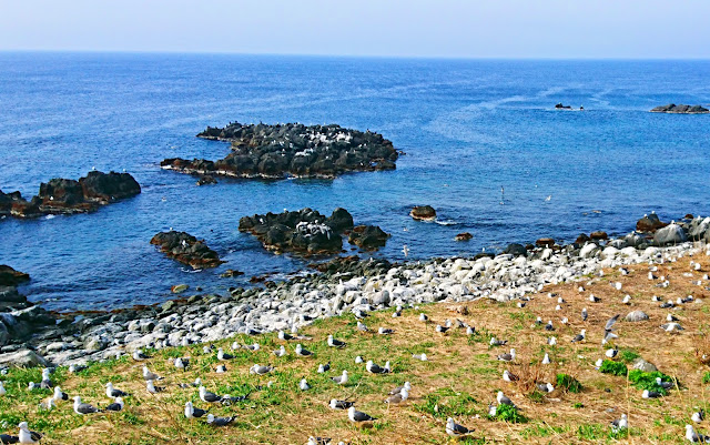 Birdwatching in Teuri Island