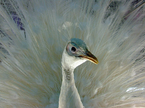 peacock feather tattoo_18. albinism in humans. similar to