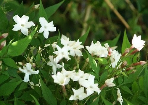 PETANI BERDASI.Com: TEKNIK BUDIDAYA TANAMAN MELATI