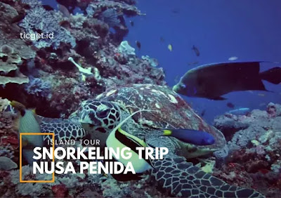 snorkeling-safari-nusa-penida-sd-point-bodong-and-sental