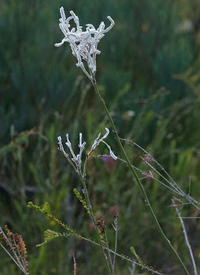 Common Smokebush (Conospermum stoechadis)