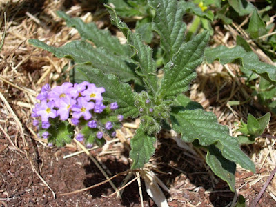 flora argentina