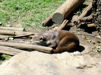 The Memphis Zoo Review - Asian Small-Clawed Otter