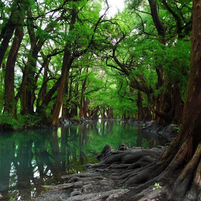 natural beauty in green color