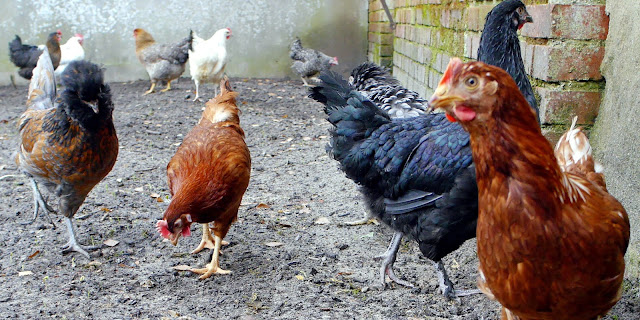 Gemischte Hühnergruppe im Auslauf