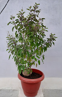 tulsi plant