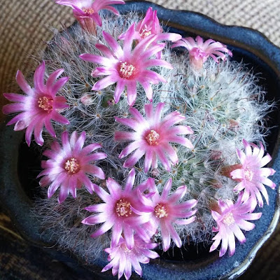 Pincushion Cactus