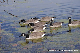 Canada Geese