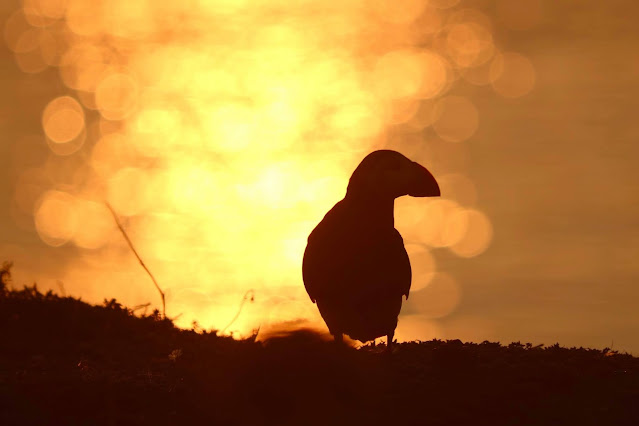 Silhouette of a puffin against the sunset.