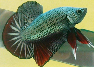 Gambar Ikan Cupang Haflmoon - Perikananku ID